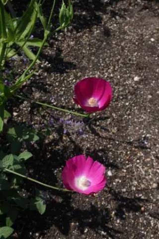 Callirhoe digitata