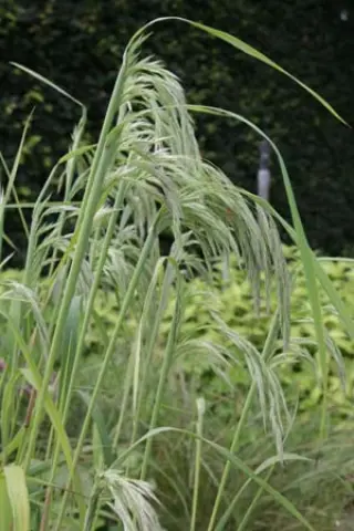 Calamagrostis emodensis