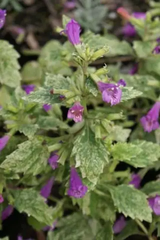 Calamintha grandiflora 'Variegata'