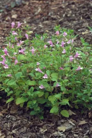 Calamintha grandiflora