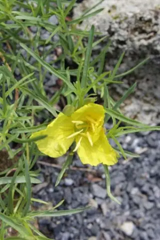 Calylophus hartwegii fendleri