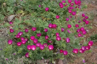 Callirhoe involucrata
