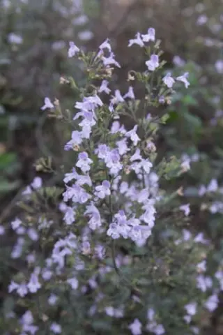 Calamintha nepeta nepeta