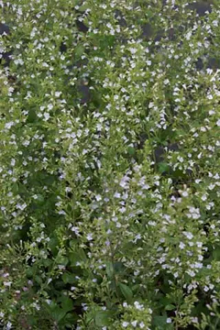 Calamintha nepeta nepeta