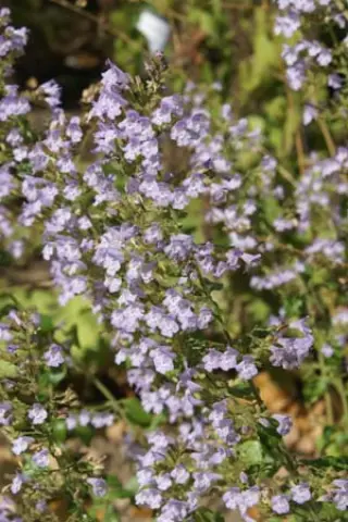 Calamintha nepeta 'Triumphator'