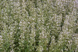 Calamintha nepeta 'Triumphator'