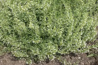 Calamintha nepeta 'Weisser Riese'