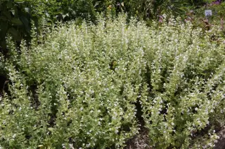 Calamintha nepeta 'White Cloud'