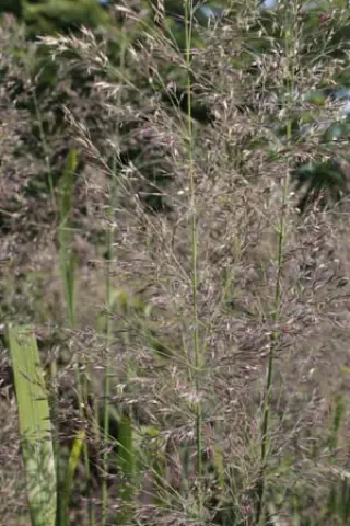 Calamagrostis sp. (coll. Korea)