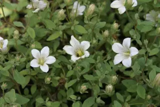 Campanula alsinoides