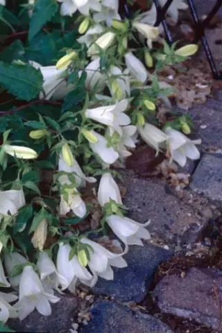 Campanula betulaefolia (ex Turkije