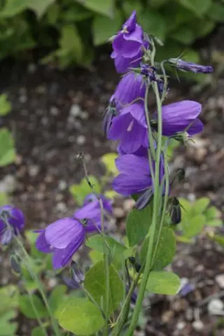 Campanula bohemica