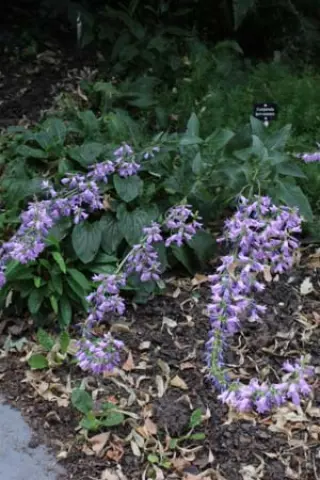 Campanula bononiensis
