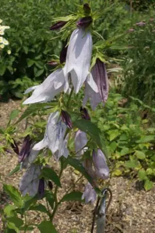Campanula x 'Burghaltii'