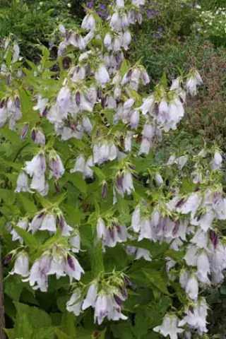 Campanula x 'Burghaltii'