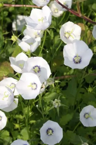 Campanula carpatica 'Jenny'