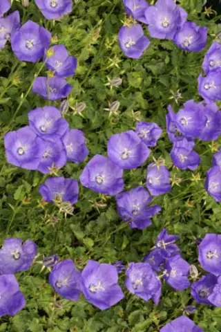 Campanula carpatica 'Karl Foerster'