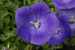 Campanula carpatica 'Karl Foerster'