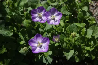 Campanula carpatica 'Royal Wave'