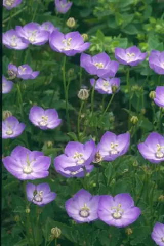 Campanula carpatica 'Samantha'