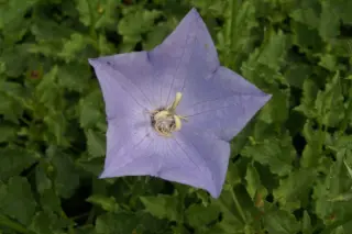 Campanula carpatica 'Suzie'