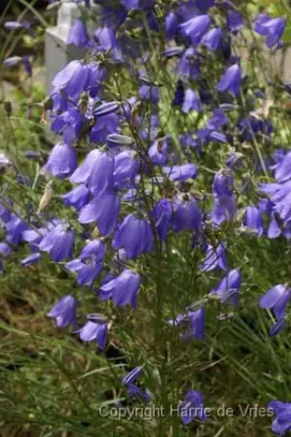 Campanula carnica