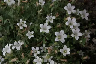 Campanula cashmeriana