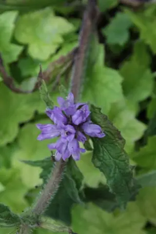 Campanula cervicaria