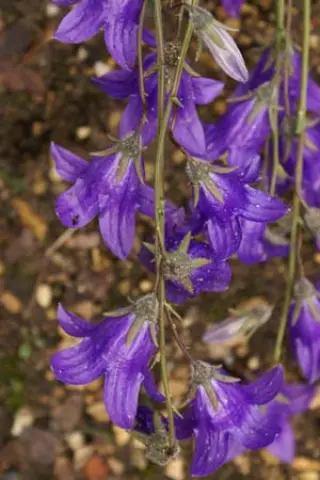 Campanula collina 'Ekki'