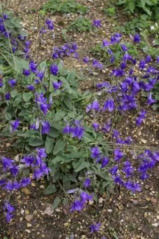 Campanula collina 'Ekki'