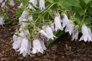 Campanula x 'Crystal'