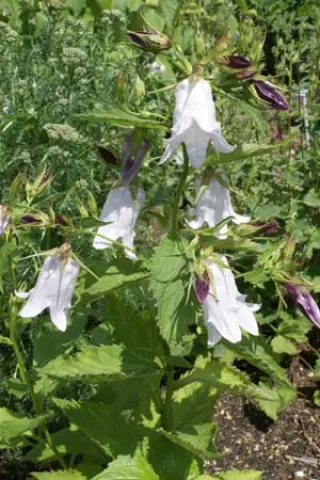 Campanula x 'Crystal'