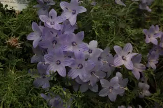 Campanula fragilis