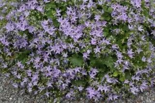 Campanula garganica