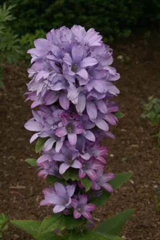 Campanula glomerata 'Caroline'