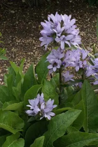 Campanula glomerata 'Caroline'
