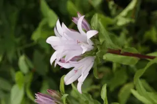 Campanula glomerata 'Emerald'
