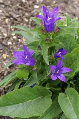 Campanula glomerata 'Heimerikje'