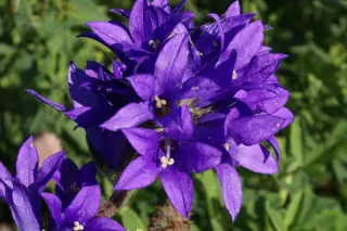 Campanula glomerata 'Joan Elliott'