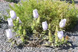 Campanula incurva 'Blue Ice'