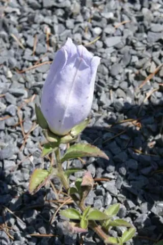 Campanula incurva 'Blue Ice'