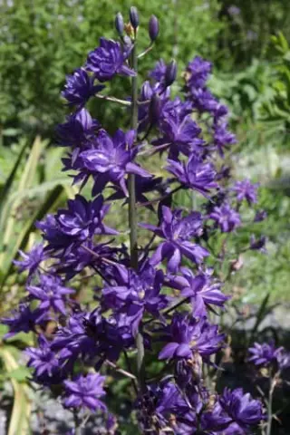 Camassia 'John Treasure'