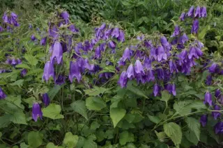 Campanula 'Kent Belle'