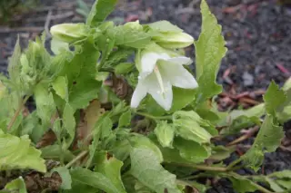 Campanula komarovii