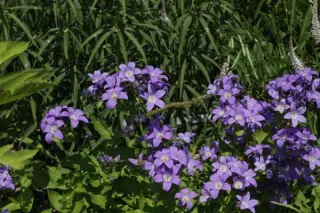 Campanula lactiflora 'Blue Lady'