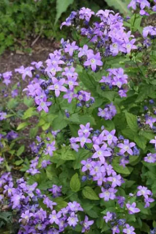 Campanula lactiflora 'Border Blues'
