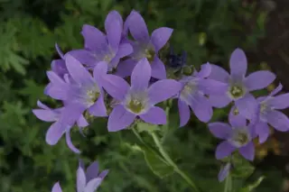 Campanula lactiflora 'Dixter Presence'