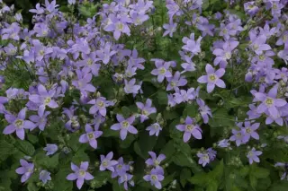Campanula lactiflora 'Dixter Presence'