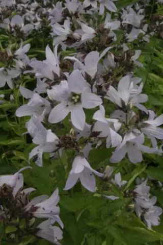 Campanula lactiflora 'Platinum'