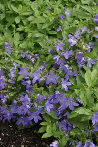 Campanula lactiflora 'Pouffe'